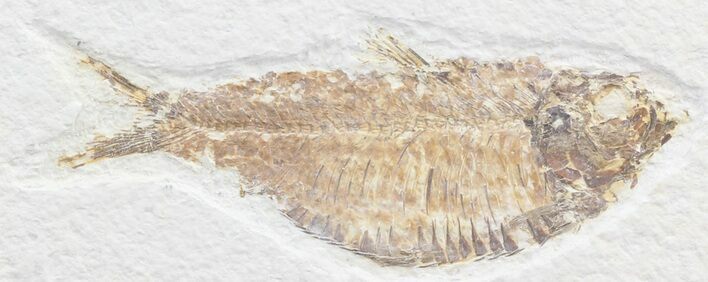 Bargain Knightia Fossil Fish - Wyoming #39666